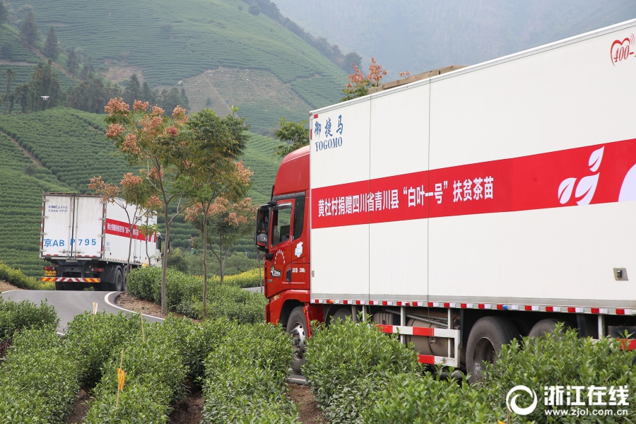 首批安吉“扶贫茶苗”启运青川 华体会(中国)爱心助力