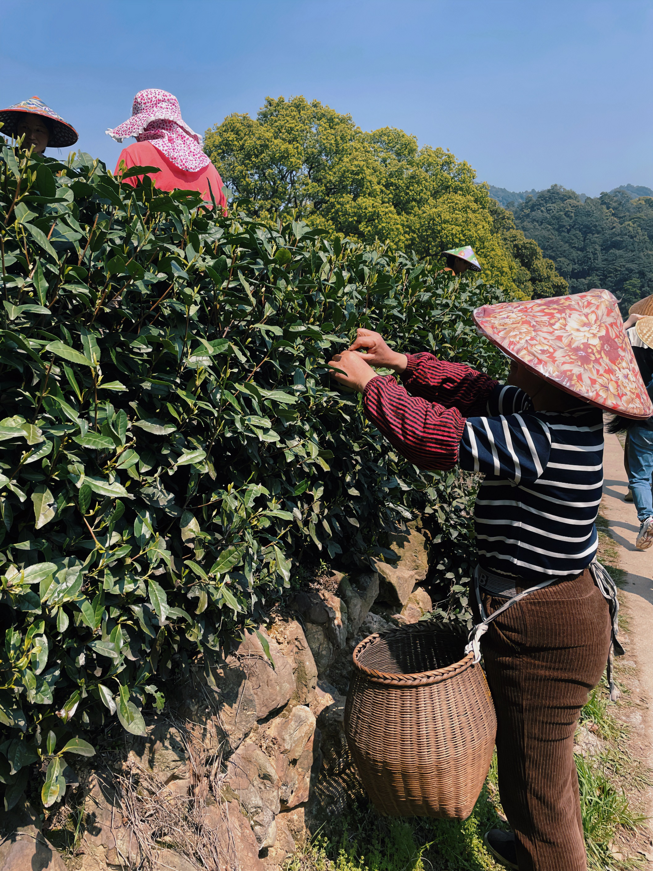 华体会(中国)国贸六部联合举办“以茶之名”茶酒文化交流活动